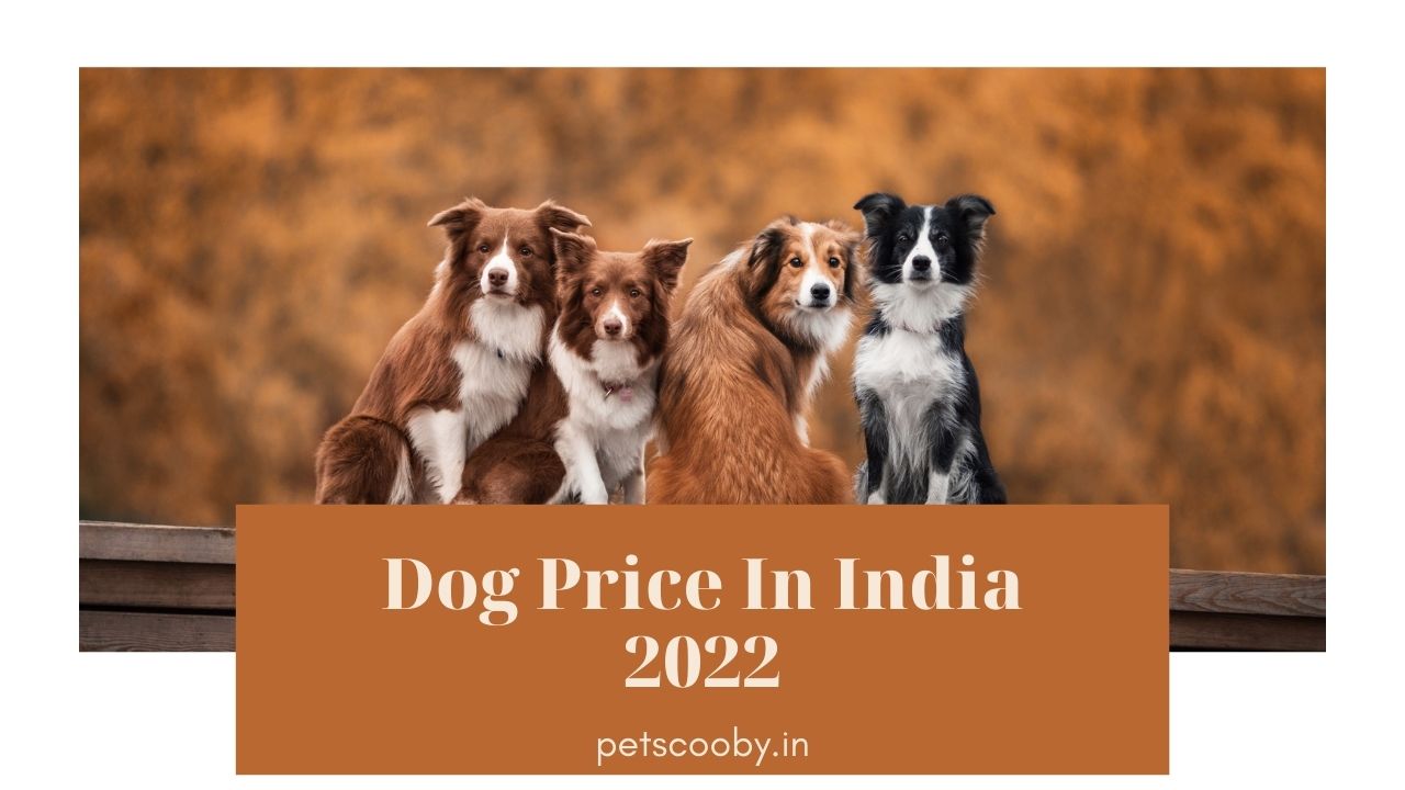 Dog price in india 2022