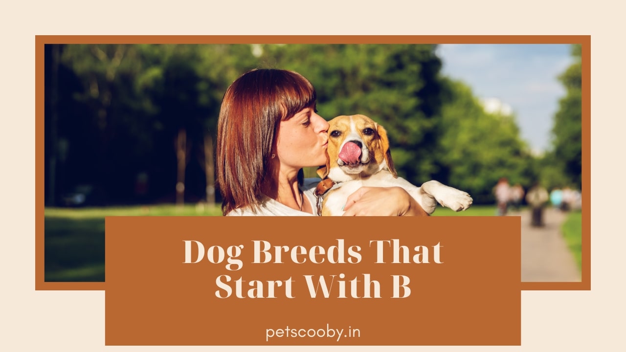 Dog breed that start with B