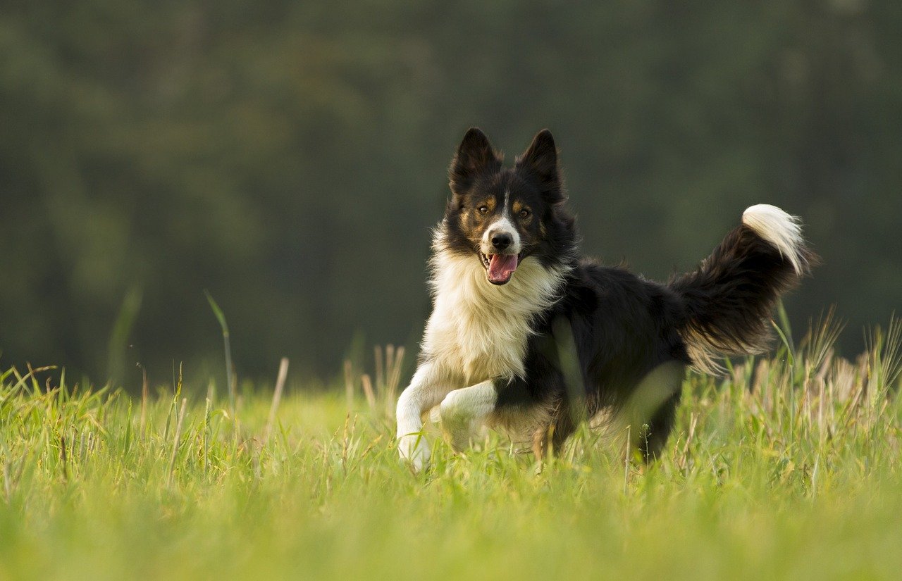 Top Dog Breeds Starts With B, Border Collie