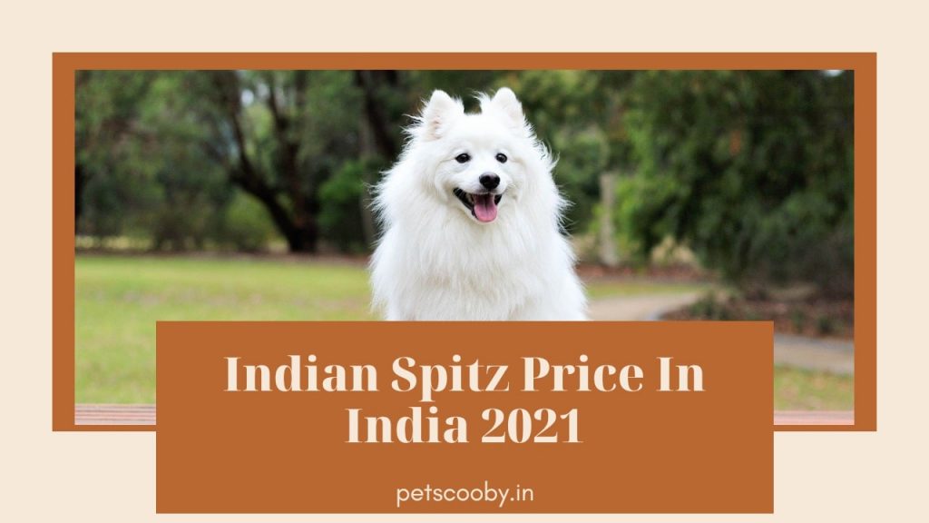 Indian Spitz price in india 2023
