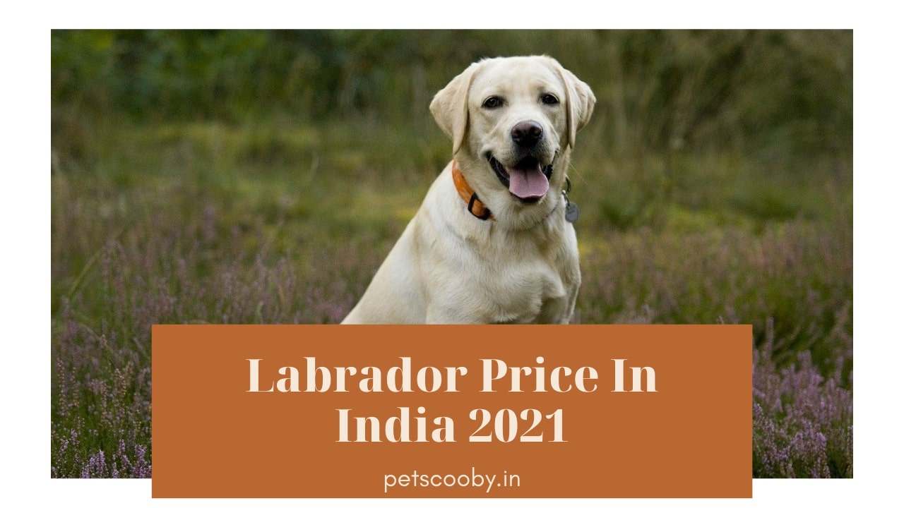 Labrador price in india