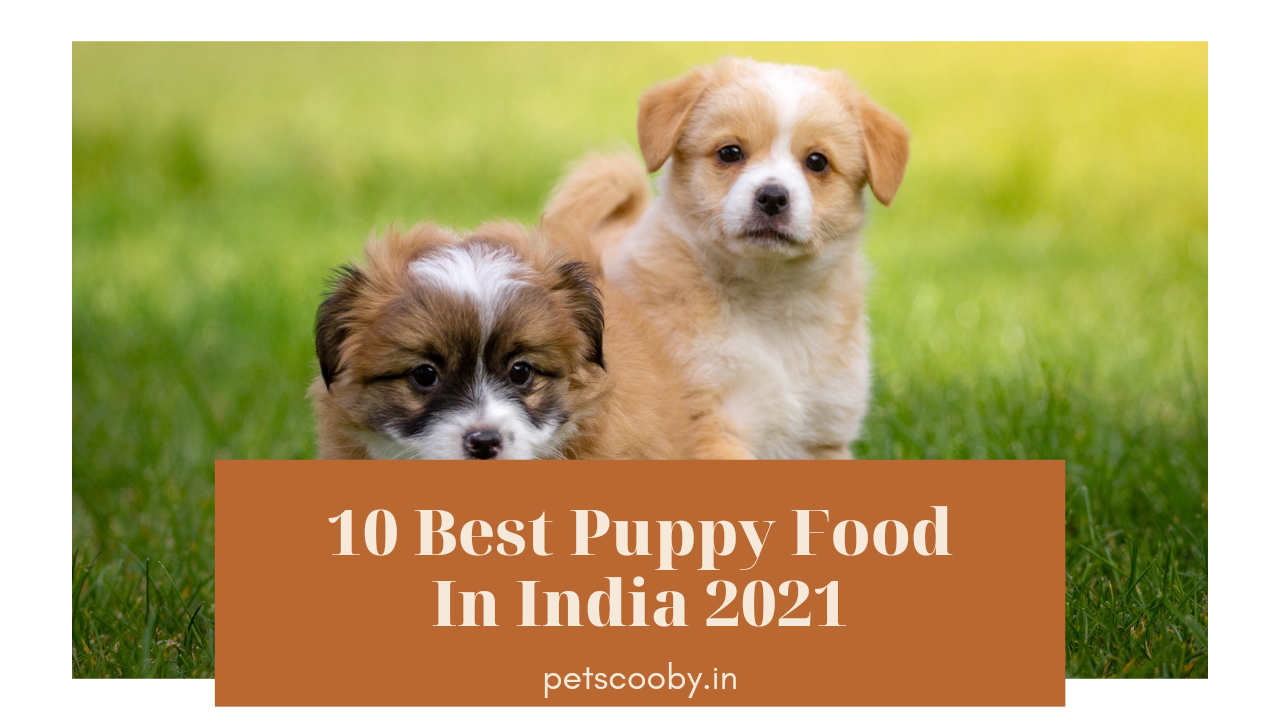10 Best Puppy Food In India