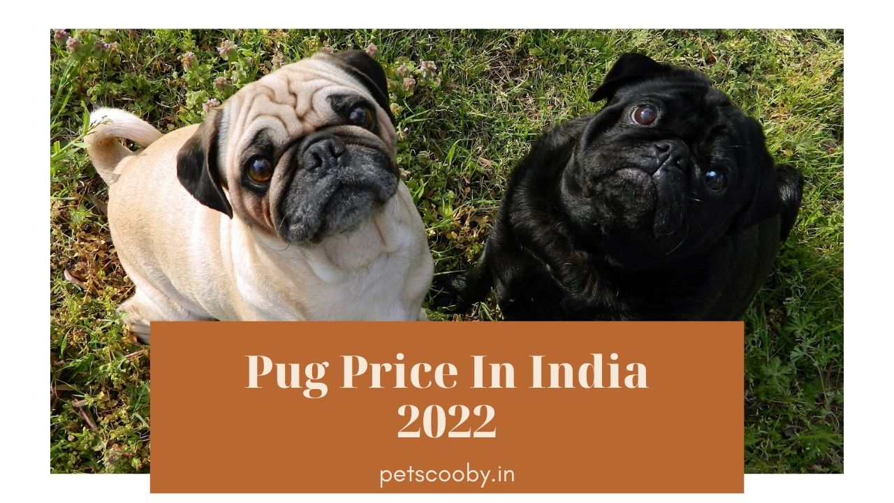 pug price in India