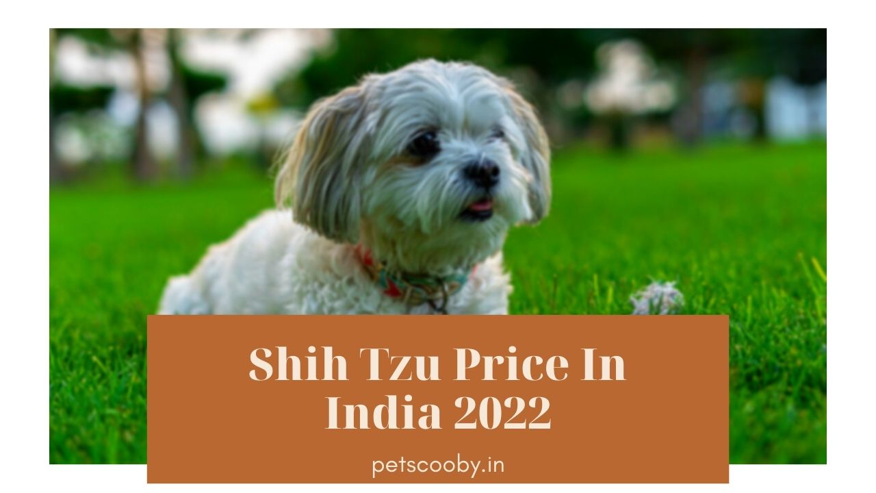 shih tzu price in india