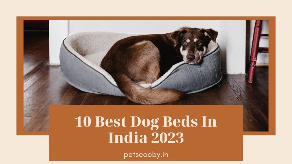 10 Best Dog Beds In India List - Detailed Review