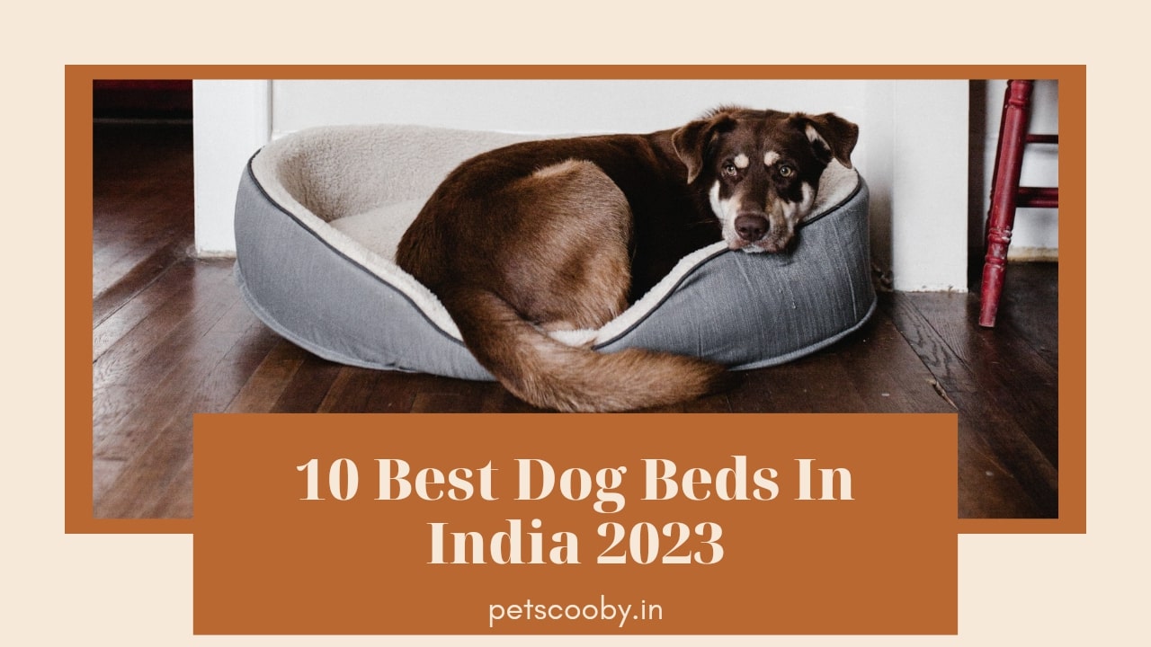 10 Best Dog Beds In India In 2023