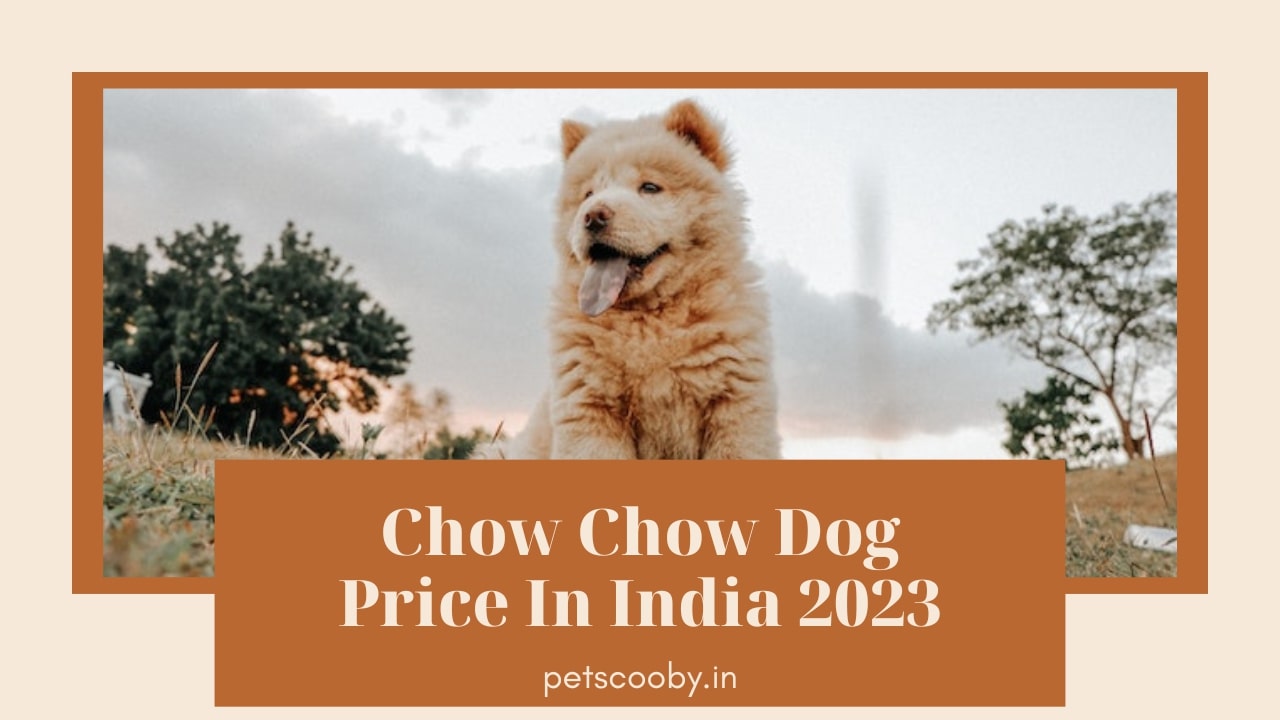 Chow chow dog price in India 2023