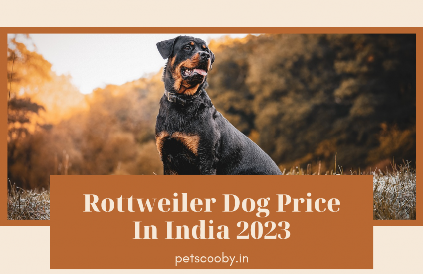 Rottweiler Price In India 2023